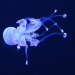 white jellyfish in black water at aquarium