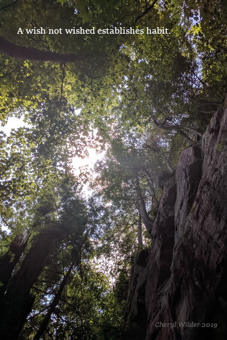 looking up between a high canopy of trees and a rock face to a sunny clearing